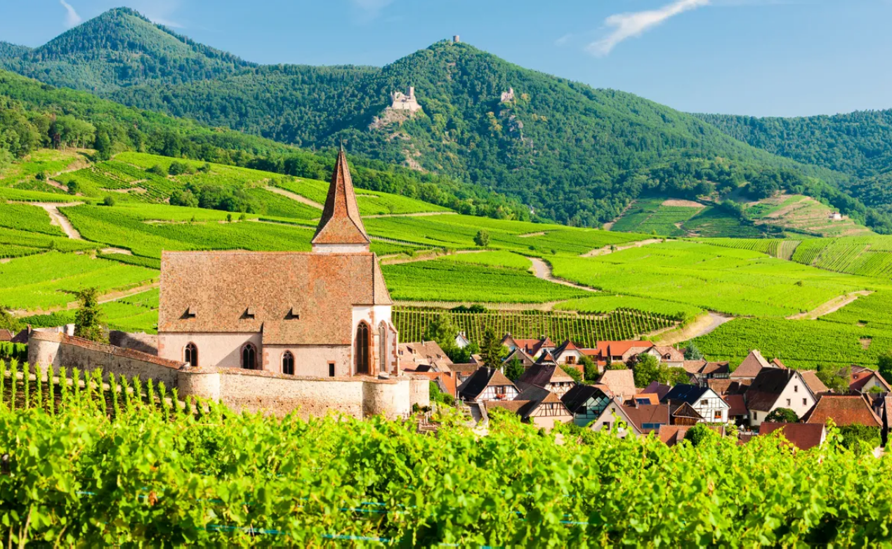 Weinberge im Elsass
